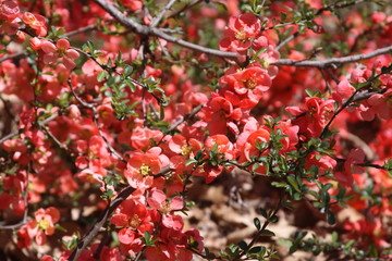 red berries of viburnum on a branch