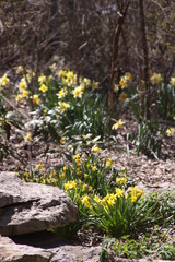 yellow flowers in the garden