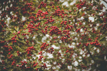 red berries on a background of foliage