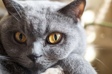 Primo piano gatto di razza British Shorthair con occhi aperti