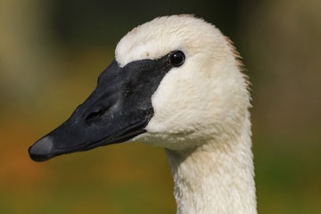 trumpeter swan