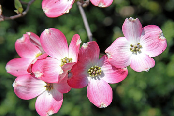 pink flowers in garden