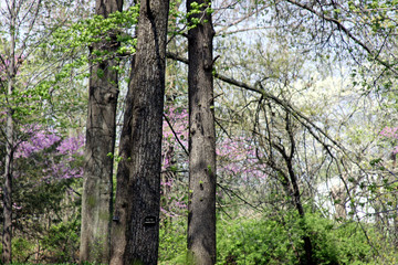 tree in the forest