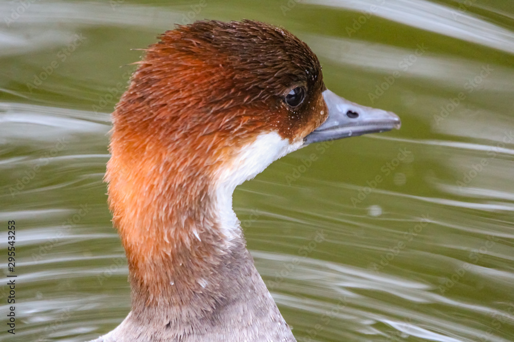 Wall mural smew female