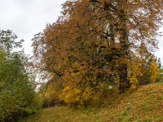 Obraz premium beautiful picture with colorful trees in autumn park