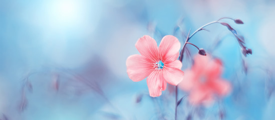 Border of delicate pink flax flowers on toned blue blurry background, beautiful natural art image. Selective soft focus - obrazy, fototapety, plakaty