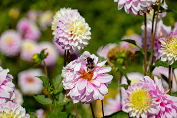 Rosa Dahlien mit Hummel