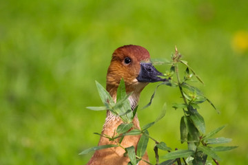duck