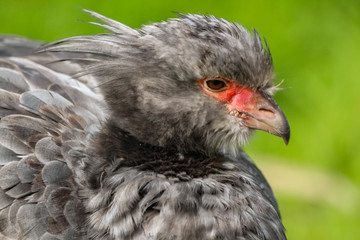 crested screamer