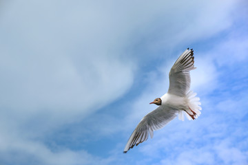 Möwe am blauen Himmel