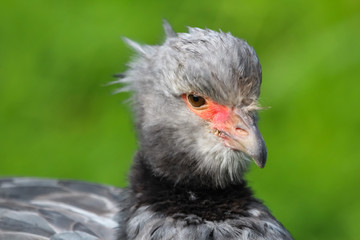 crested screamer