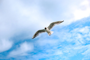 Möwe im Flug am blauen Himmel