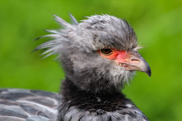 crested screamer