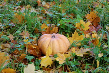 pumpkin