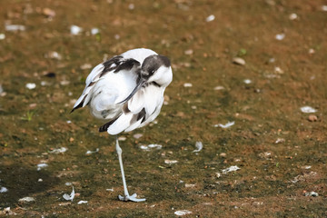 avocet