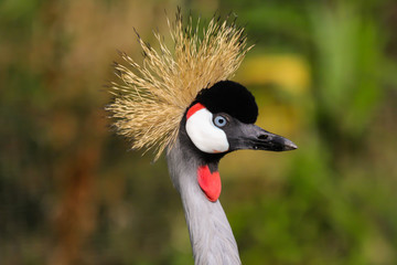 crowned crane