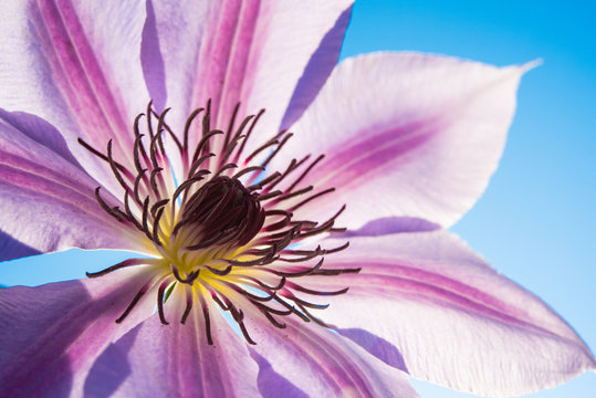 Clematis - Nellie Mosier - Purple - In the sun 2