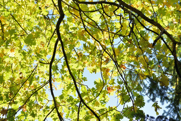 Sunny autumn somwhere in Poland. Huge oak branch.