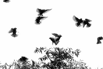 Fototapeta premium Birds fighting in black and white