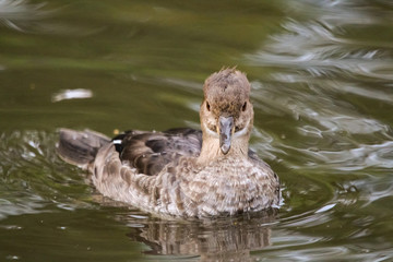 duck