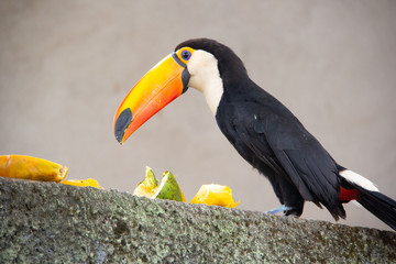 Naklejka premium Tucano brasileiro