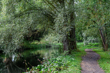 Fototapeta na wymiar walkway beside of river surrounded with trees