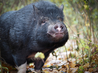 Wild boar or black big pig in the forest