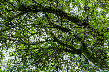 branch of tree next to river