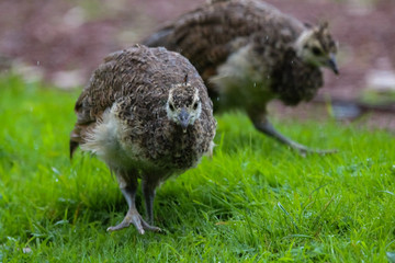 young peacock