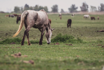 horse and foal