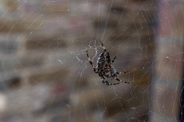 spider in the web