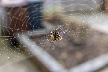 spider in the web