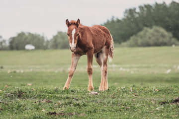 horse and her foal