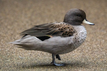 duck