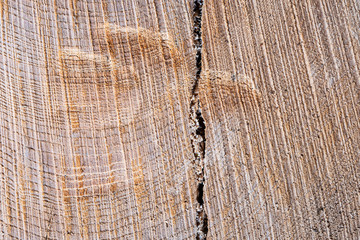 Wooden background. Old wooden tree cut surface. Rough organic texture of tree rings.