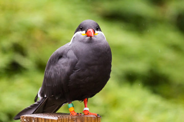 inca tern