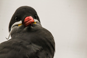 inca tern