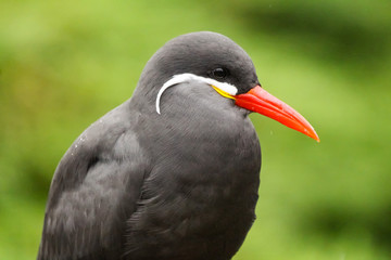inca tern