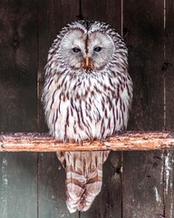 great horned owl