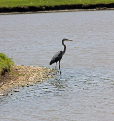great blue heron on the beach