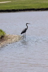 bird heron