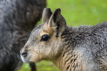 patagonian mara