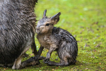 patagonian mara