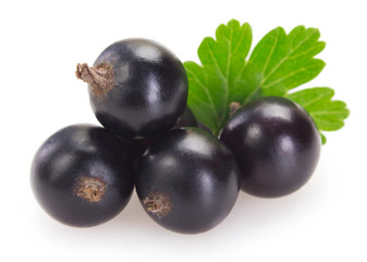 Black currant on white background