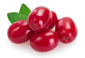 Fresh dogwood on white background