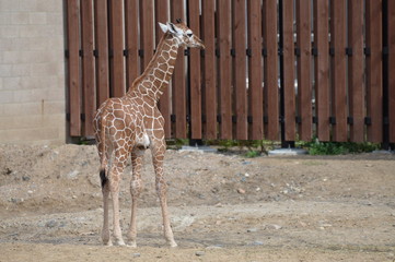 Giraffe in the outdoors