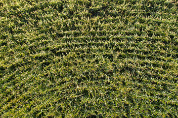 farm field, view from above