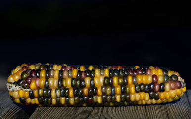 Closeup of a colorful corncob for ornament against dark background with free space