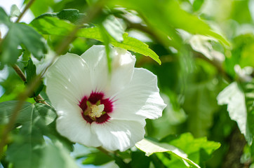 Malvaceae - Ibisco