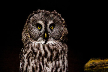 great grey owl